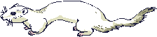 white weasle  animations