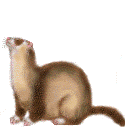 ferret begging   animations