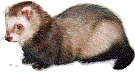 ferret   animations