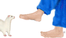 ferret and foot  animations