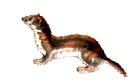 ferret  animations