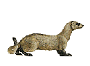 ferret  animations