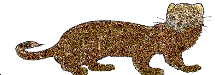 ferrett  animations