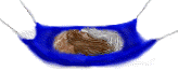 ferret in a hammock  animations