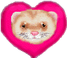 ferret  animations