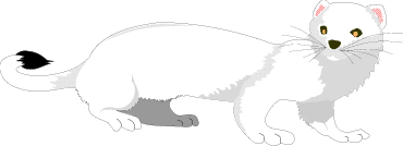 white ferret  animations