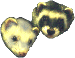 ferret  animations