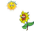 sun and sunflower  animation