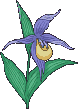 orchid  animation