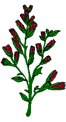  red rose buds animation