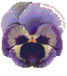 multi coloured pansy  animation