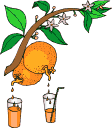 orange juice from oranges   animation